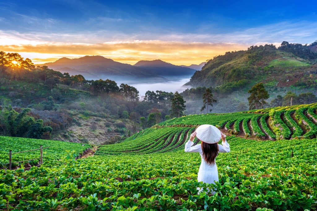 asian woman wearing vietnam culture traditional strawberry garden doi ang khang chiang mai thailand