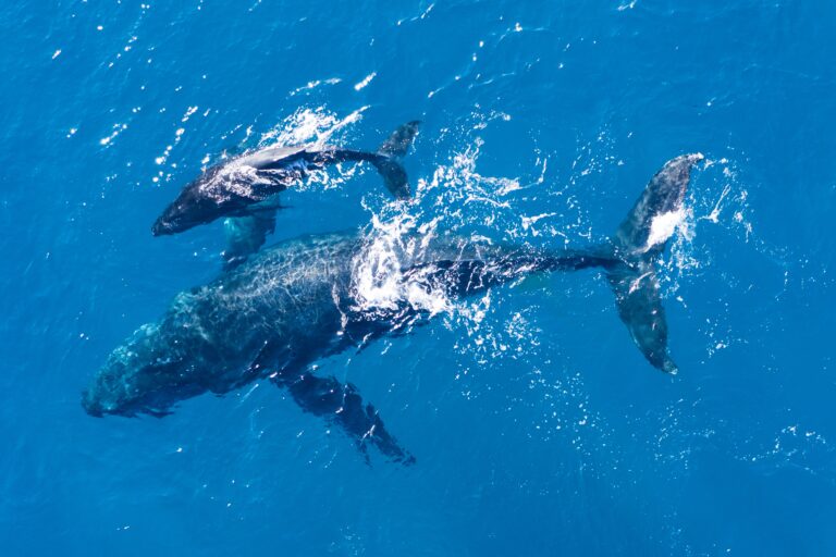 Projects humpback whales photographed from above with aerial drone off the coast of kapalua, hawaii