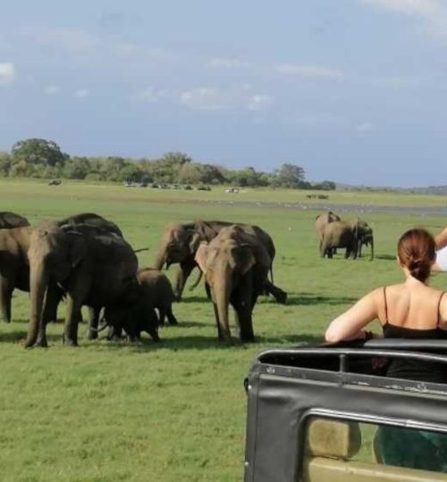 Projects wildlife 12days 1 2560x1434